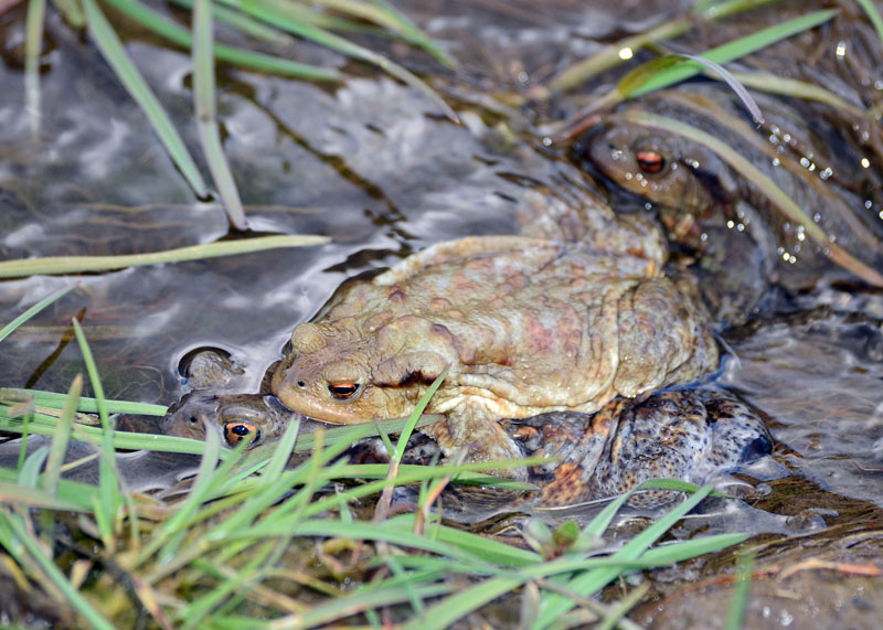 Rospo comune - Bufo bufo